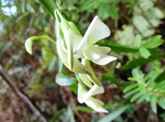 Carmichaelia williamsii