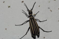 Epicauta atrivittata