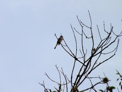 Ptiliogonys cinereus