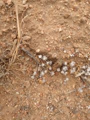 Stylocline gnaphaloides