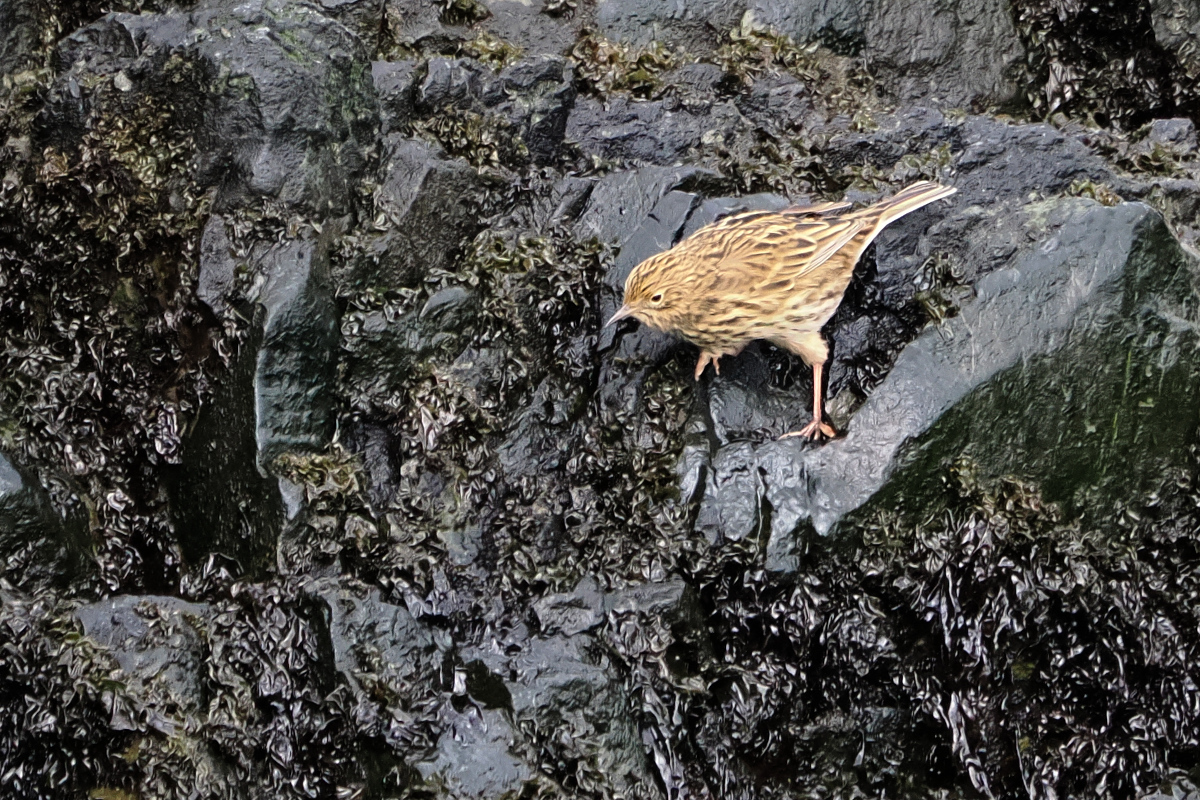 South Georgia pipit