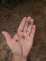 Cordylanthus rigidus setigerus