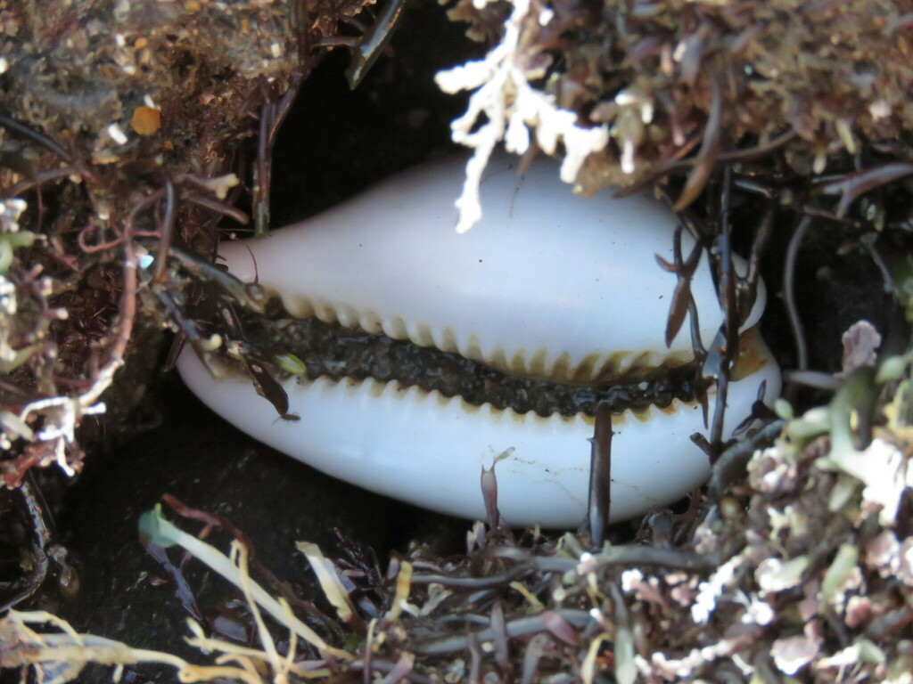 Chestnut Cowry from Cabrillo Beach, San Pedro, California on February ...