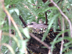 Pyrocephalus rubinus