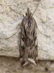 Loxostege cereralis