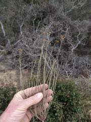 Crocanthemum scoparium