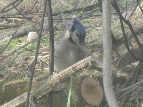 Blue Jay photographed in Washington