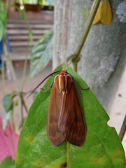 Amastus coccinator