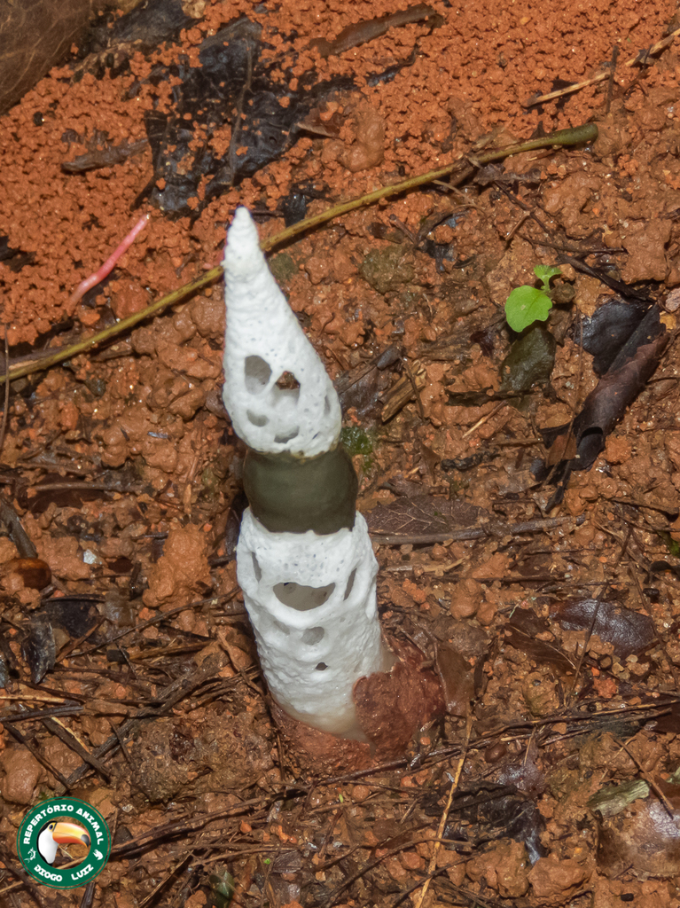 Staheliomyces cinctus · February 2023 · photo: © diogoluiz (iNaturalist, cc-by)