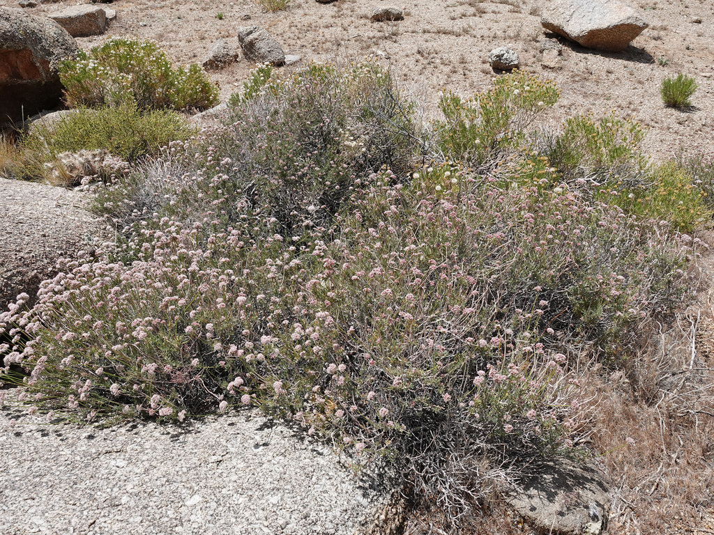 Mojave Desert California Buckwheat from Clark, Nevada, United States on