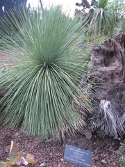 Yucca queretaroensis