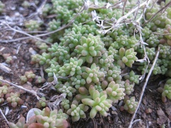 Sedum nuttallii