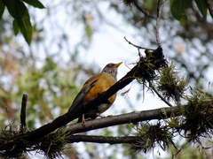 Turdus rufopalliatus