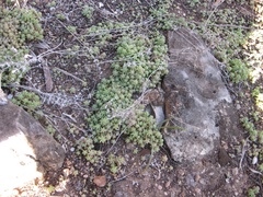 Sedum nuttallii