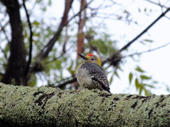 Melanerpes aurifrons