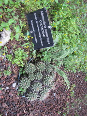 Mammillaria compressa