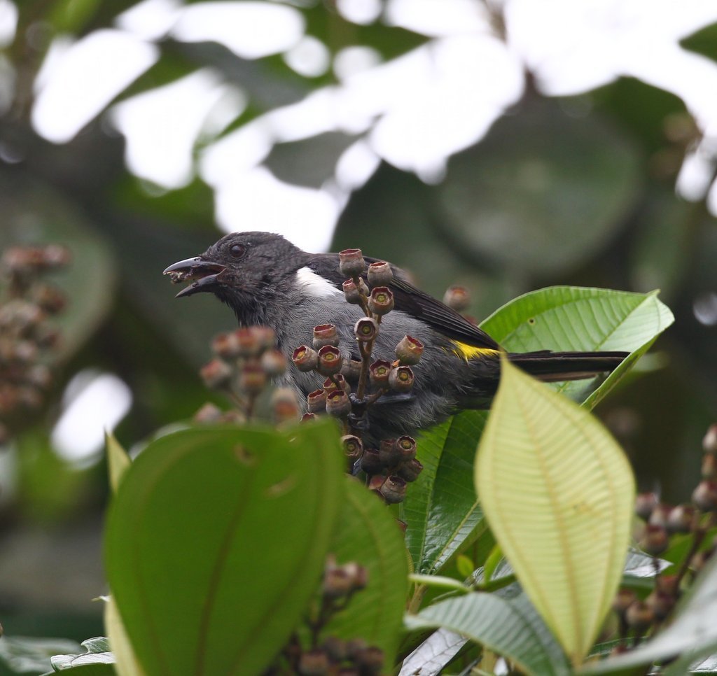 Sulphur-rumped Tanager photo