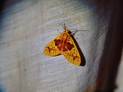 Amaxia pulchra