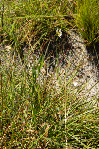 Afroaster image