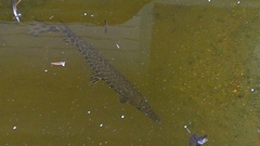 Lepisosteus oculatus