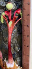 Passiflora miniata