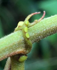 Passiflora miniata