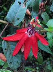 Passiflora miniata