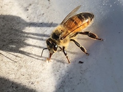 Apis mellifera