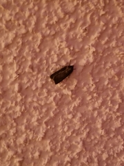 Lepidoptera