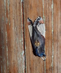 Bertholdia flavidorsata