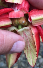 Passiflora miniata