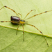 Arañas de Telaraña Irregular - Photo (c) Gunter Maywald, algunos derechos reservados (CC BY-NC), subido por Gunter Maywald