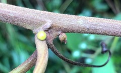 Passiflora miniata