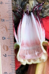 Passiflora miniata