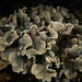 片形棘孔珊瑚 - Photo 由 Ingo Rogalla 所上傳的 (c) Ingo Rogalla，保留部份權利CC BY-NC