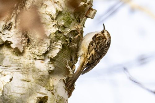Agateador euroasiático (Certhia familiaris)