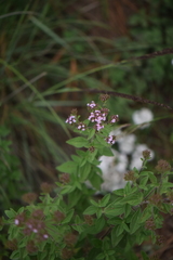 Stevia purpurea