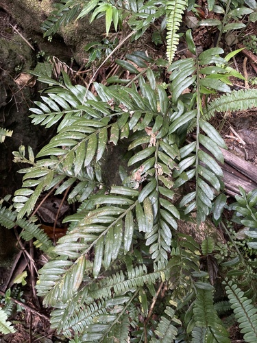 Lomariopsis amydrophlebia