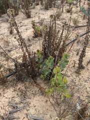 Arctostaphylos rainbowensis