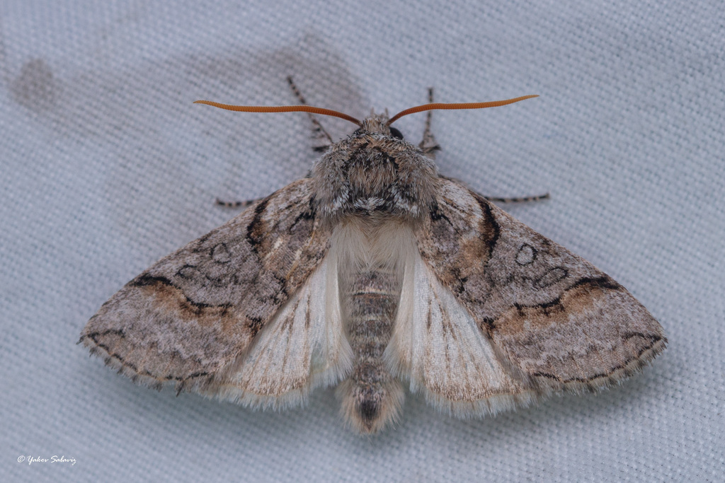 Polyploca korbi
