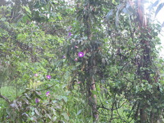 Ipomoea orizabensis orizabensis