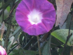 Ipomoea orizabensis orizabensis