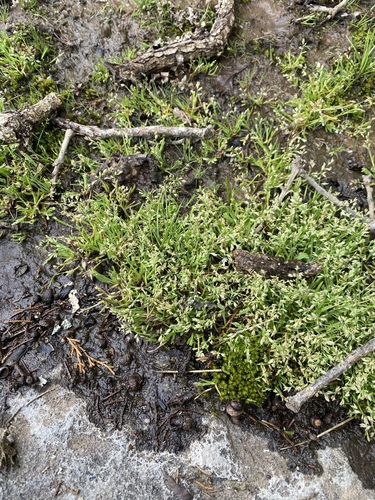Chapman's bluegrass (Poa chapmaniana)