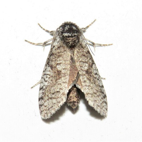 Trigonocyttara clandestina Turner, 1945