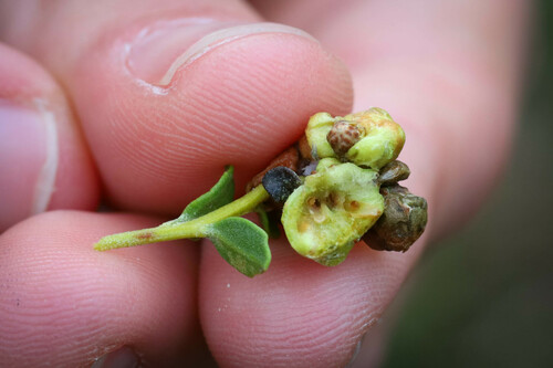 iNaturalist observation photo of Coyote Brush Bud Gall Midge