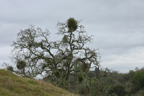 iNaturalist observation photo of leafy mistletoes