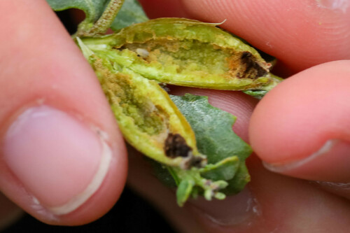 iNaturalist observation photo of Baccharis Stem Gall Midge