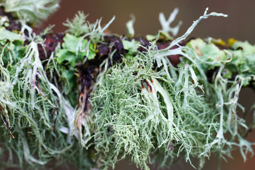 iNaturalist observation photo of Oakmoss