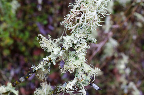 iNaturalist observation photo of Oakmoss