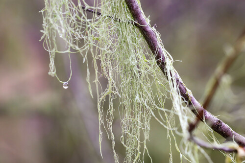 iNaturalist observation photo of lace lichen